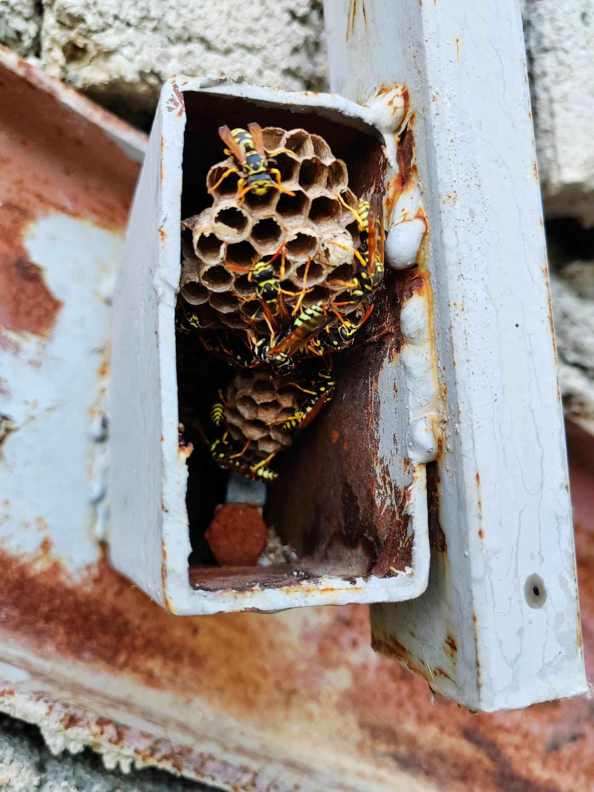 Wasp nest inside a white metal box on a rusty surface
