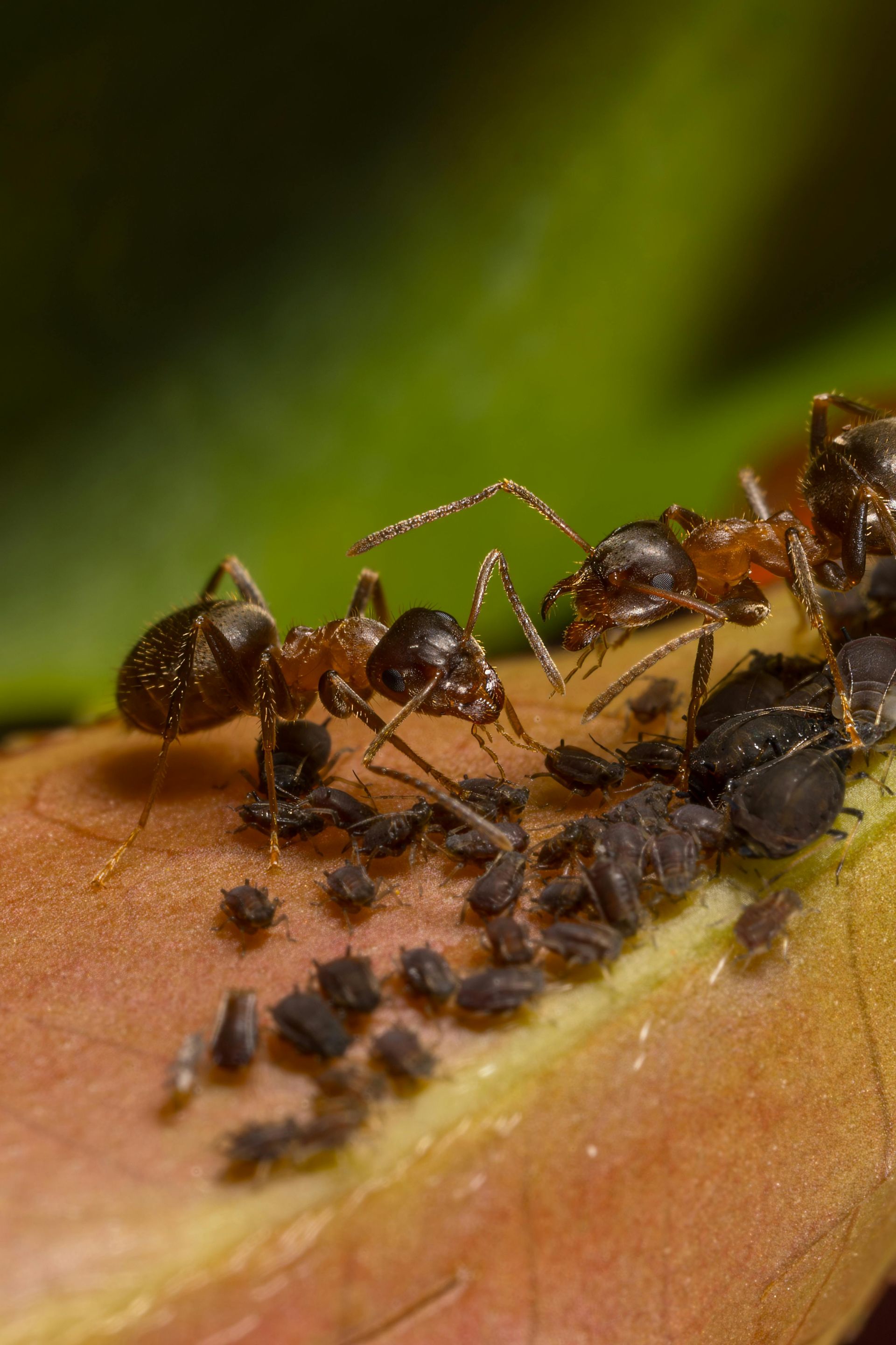 Ants clustered on a flower bud, carrying debris on a green leaf.