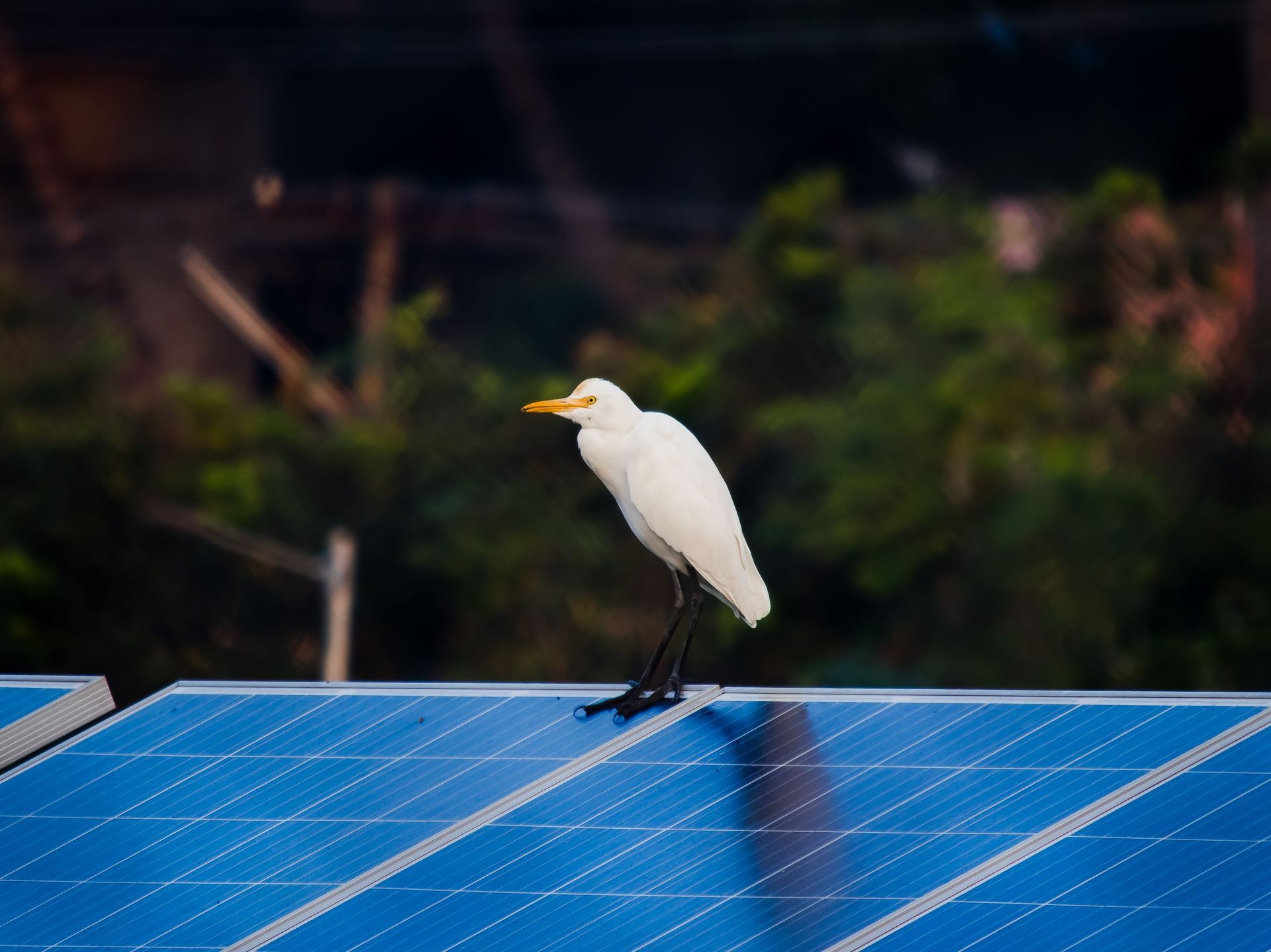 White egret perched on a blue solar panel against a blurred dark background