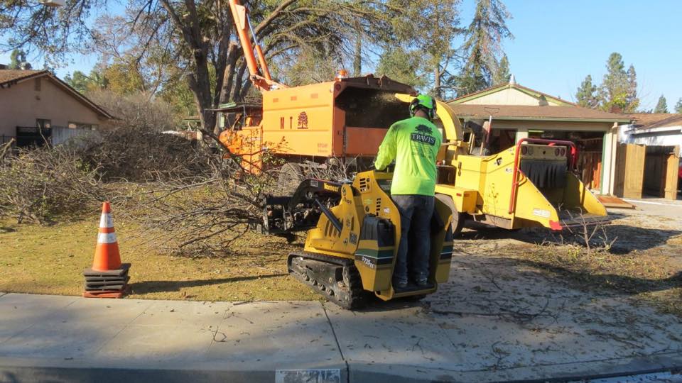 Tree Care Fresno CA Fresno Tree Service Gallery Travis Tree Service