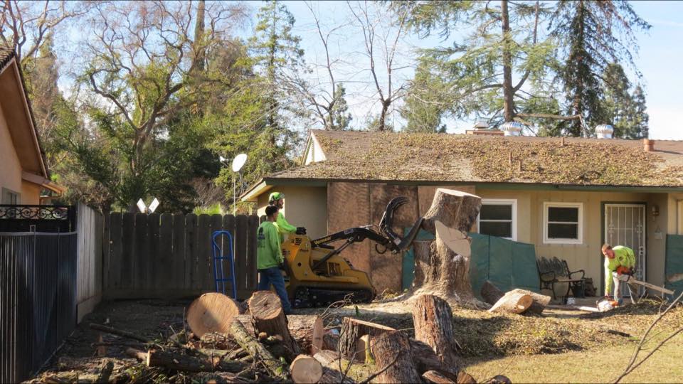 Tree Care Fresno CA Fresno Tree Service Gallery Travis Tree Service