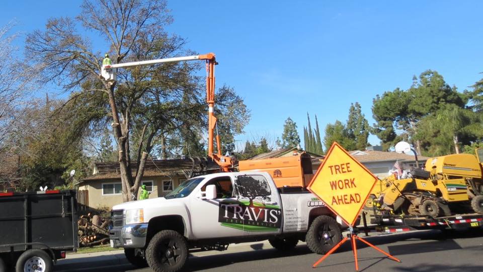 Tree Care Fresno CA Fresno Tree Service Gallery Travis Tree Service