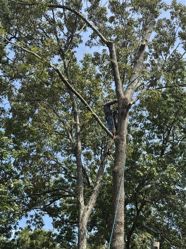 Tree cutting 1
