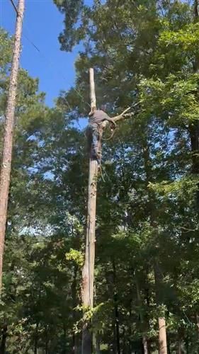 Tree cutting 5