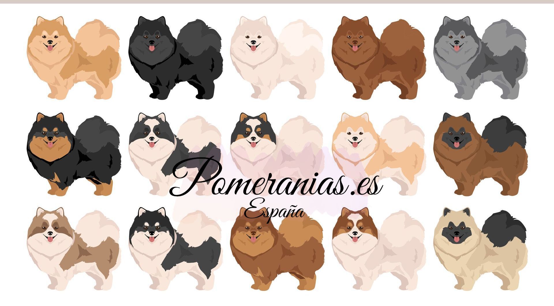 COLORES DE LOS POMERANIAS
