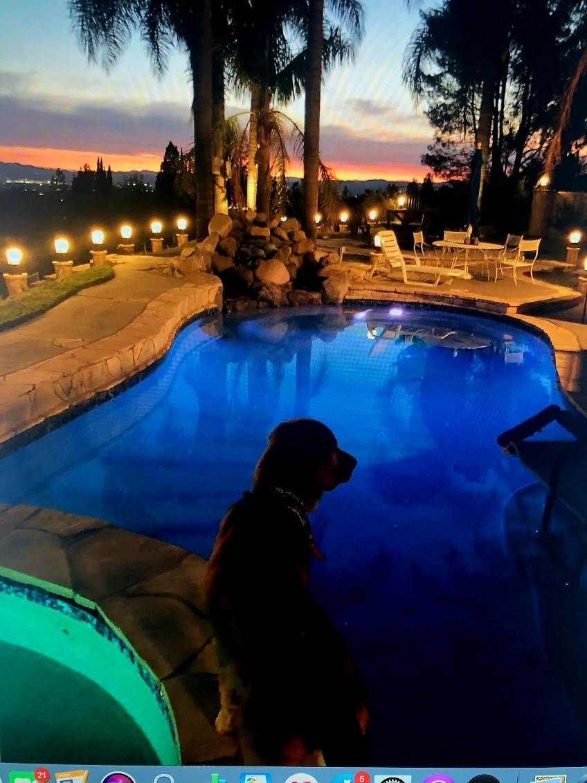 A dog sits by a glowing blue swimming pool at sunset, with illuminated landscaping and a patio in the background.