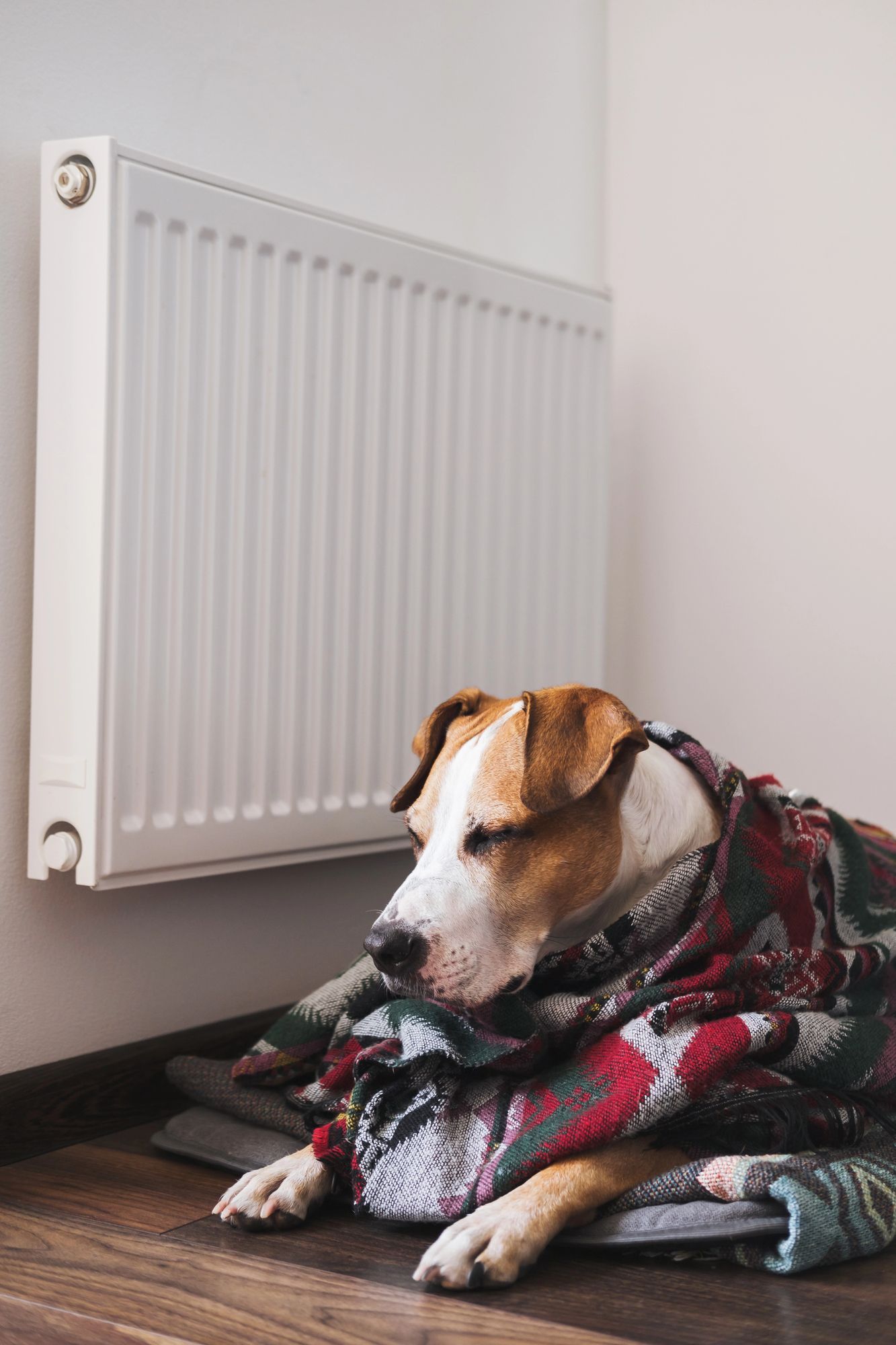 Un perro envuelto en una manta estampada descansa en el suelo junto a un radiador blanco montado en la pared.