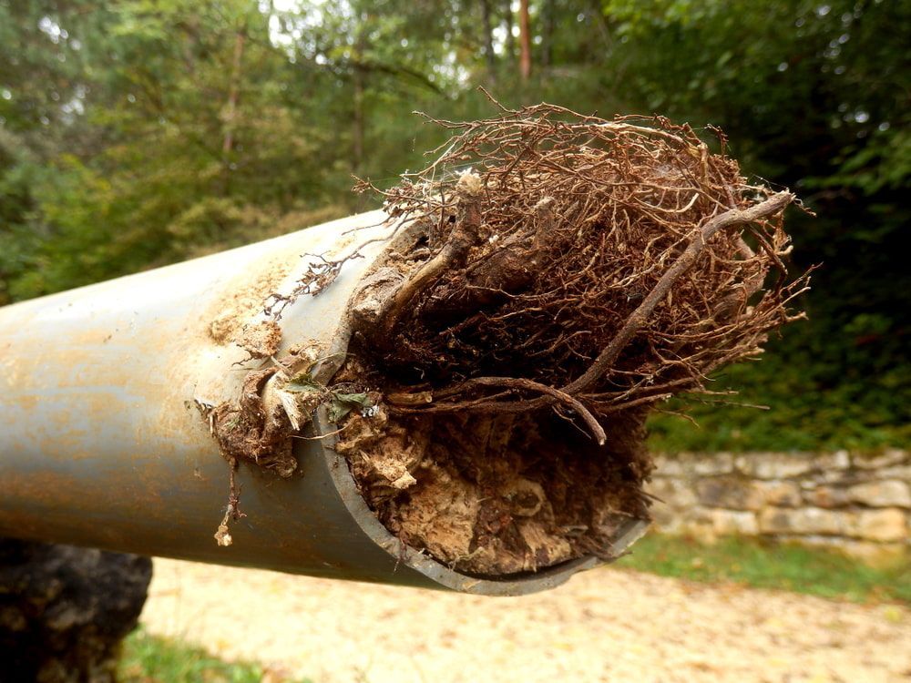 Blocked Drainage Pipe Caused By Ingress Of Tree Roots — CG Plumbing & Drainage In Singleton, NSW