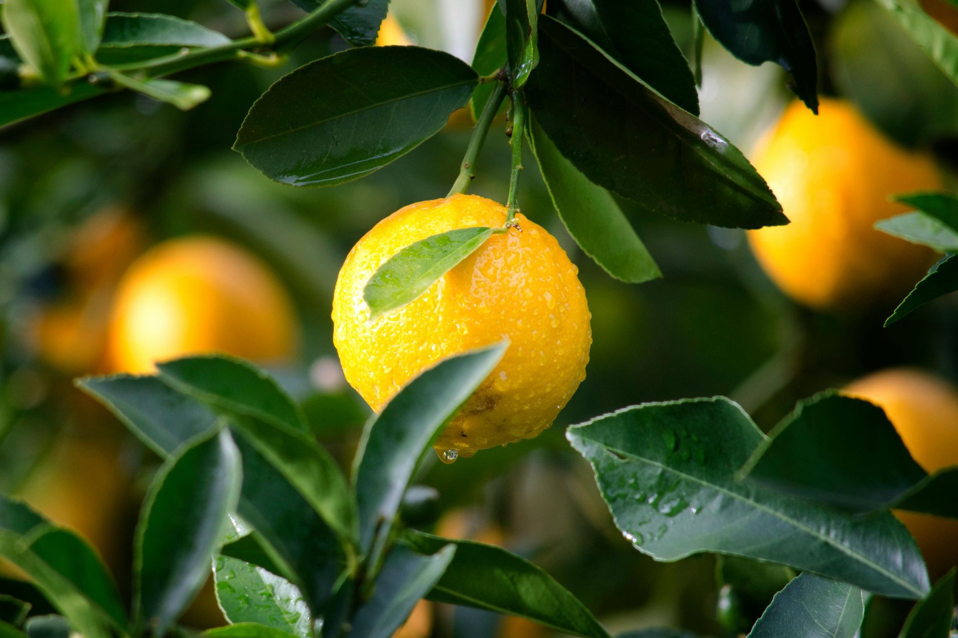 Bright yellow lemon hanging on a tree branch with green leaves.