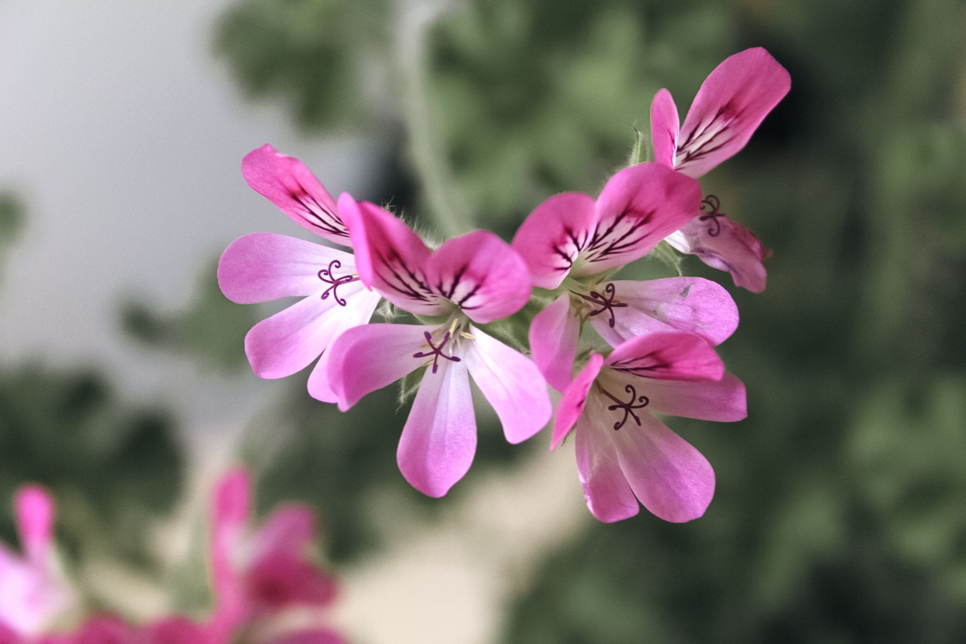 roze bloemen
