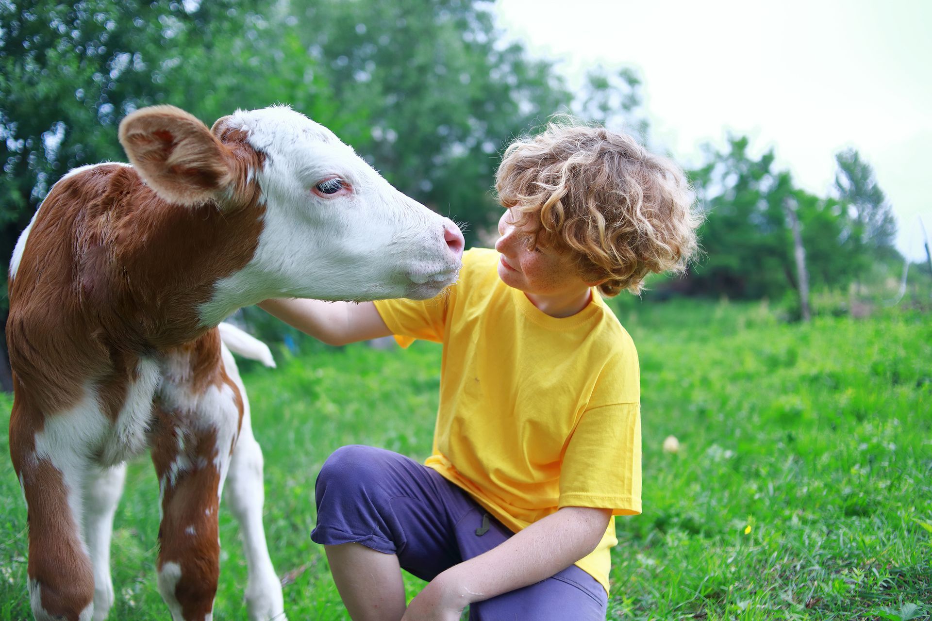 A young boy is petting a brown and white calf in a field.