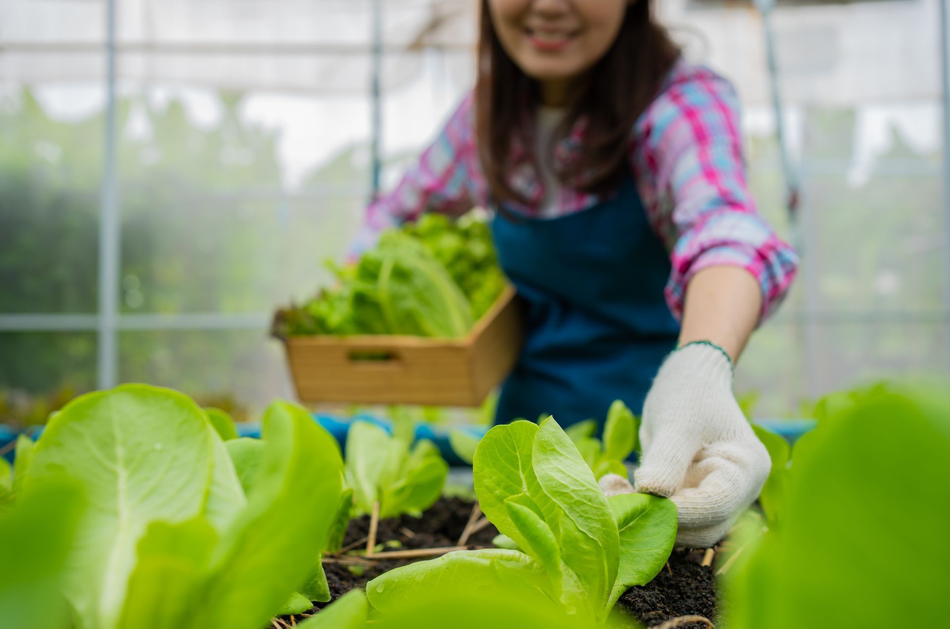 A woman is planting lettuce in a greenhouse.