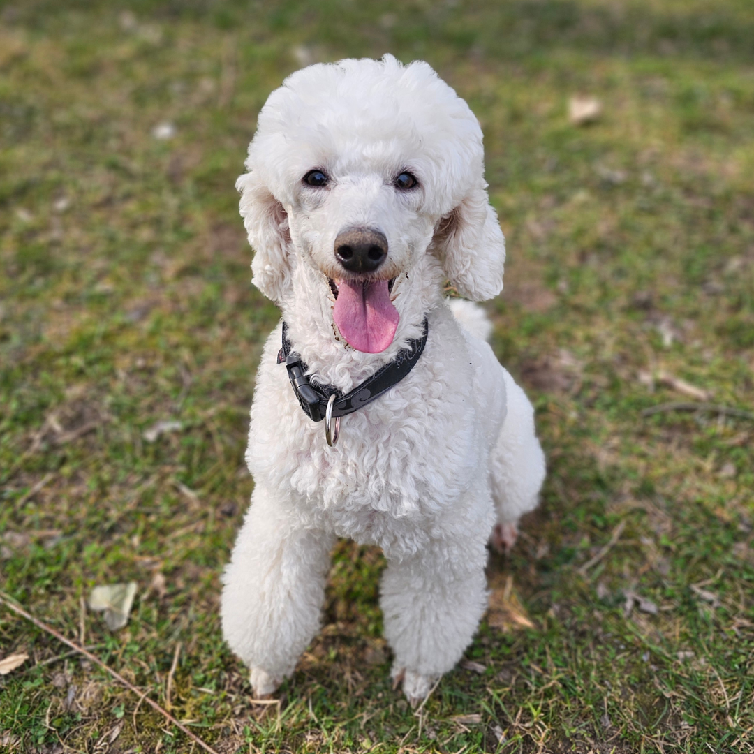 White miniature poodle outside on the grass