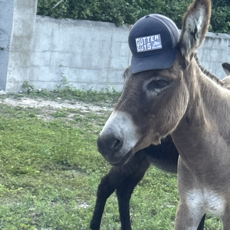 Donkey wearing a cap standing outdoors on grass near a concrete wall
