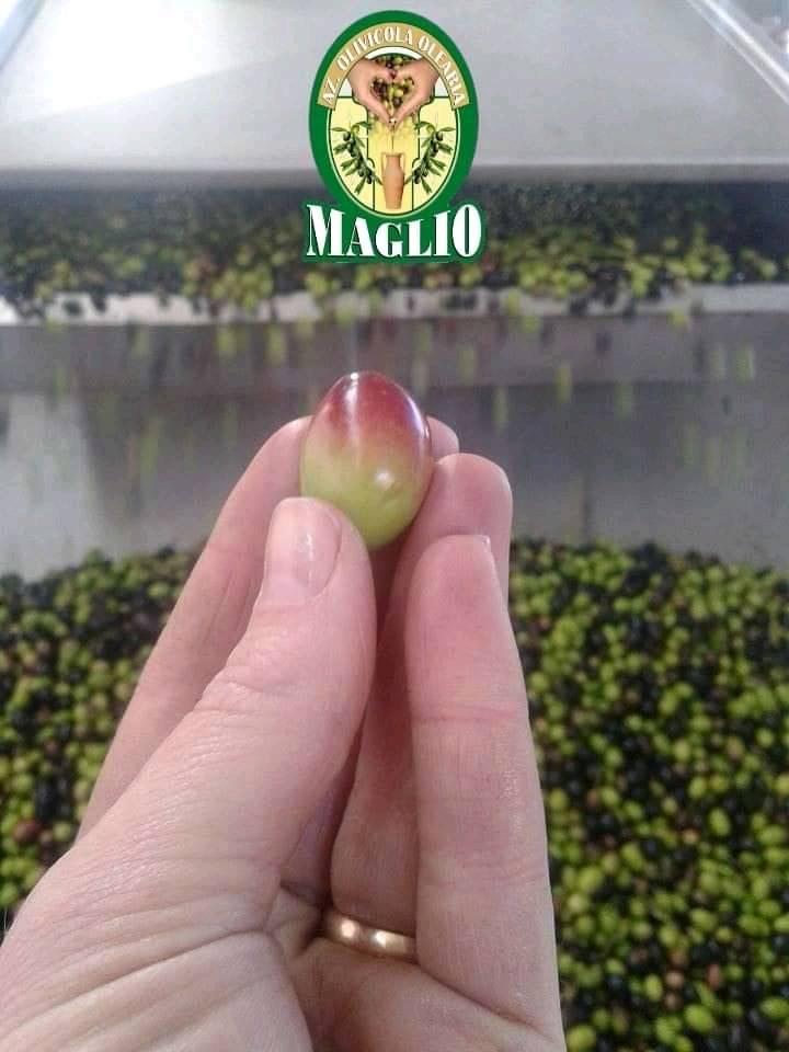 oliva in mano