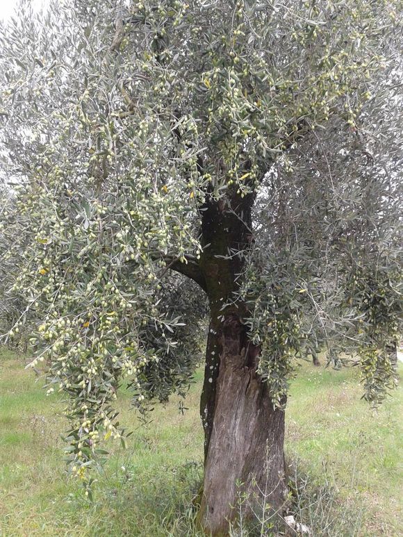 pianta di ulivo