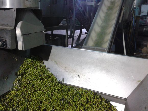 macinatura olive