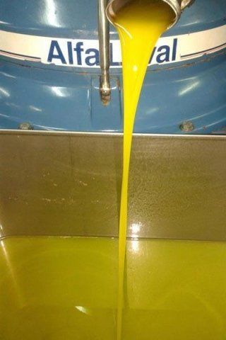 olio appena ottenuto