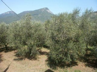 campi con piante di ulivo