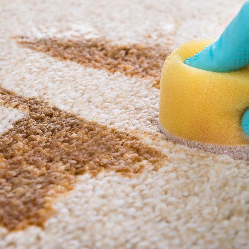 Rug stain protection treatment in Bendigo