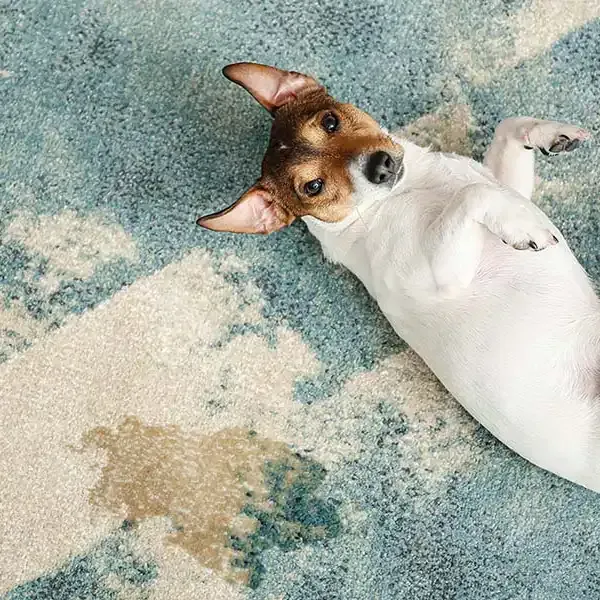 Pet Stain removal and odour removal in Bendigo