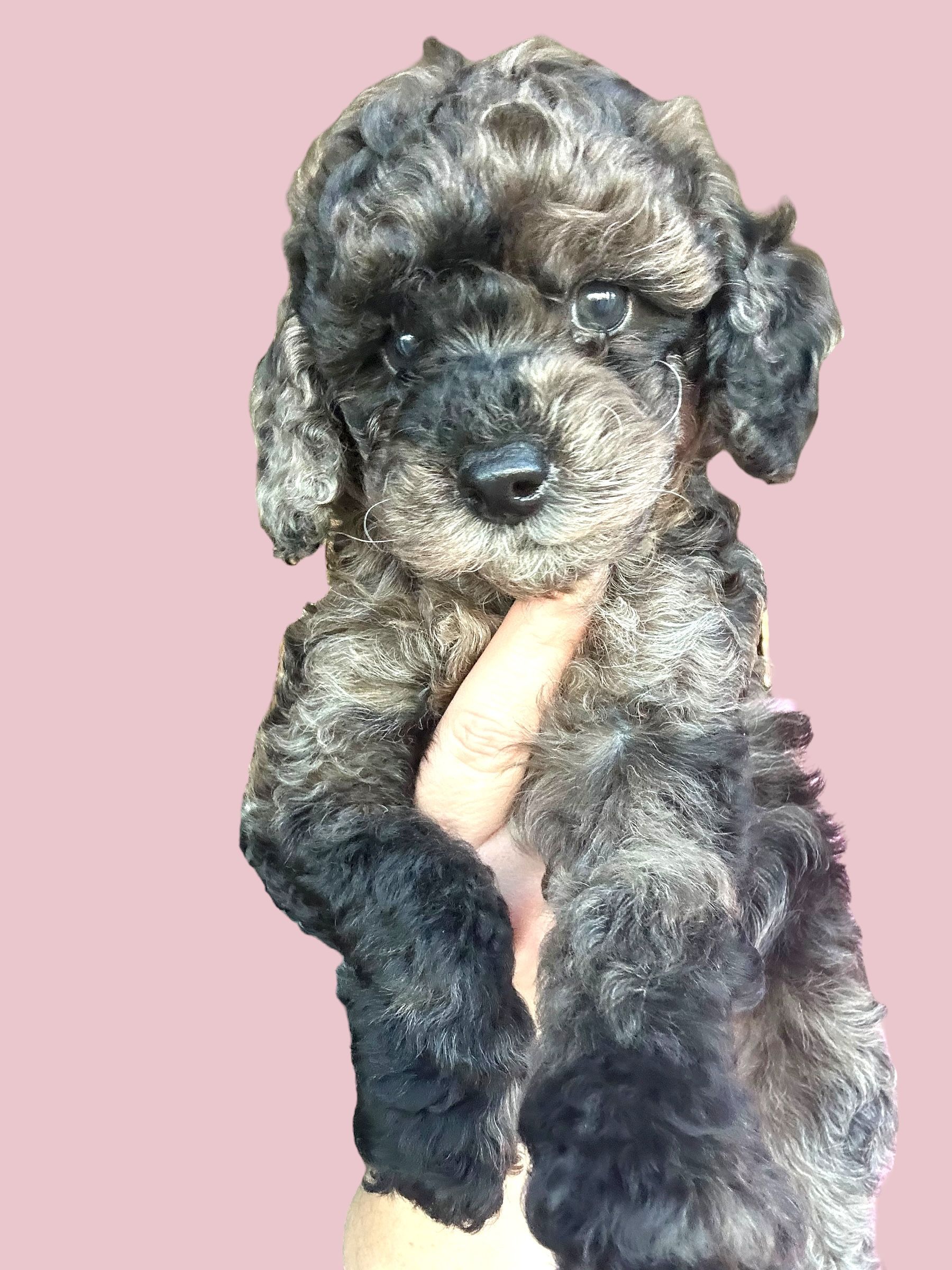  Last Pup of Our Winter Litter
