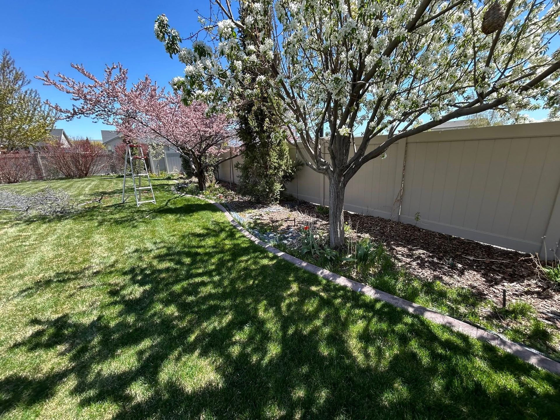 Sunny backyard with blooming trees, green lawn, and a beige fence along the right side.