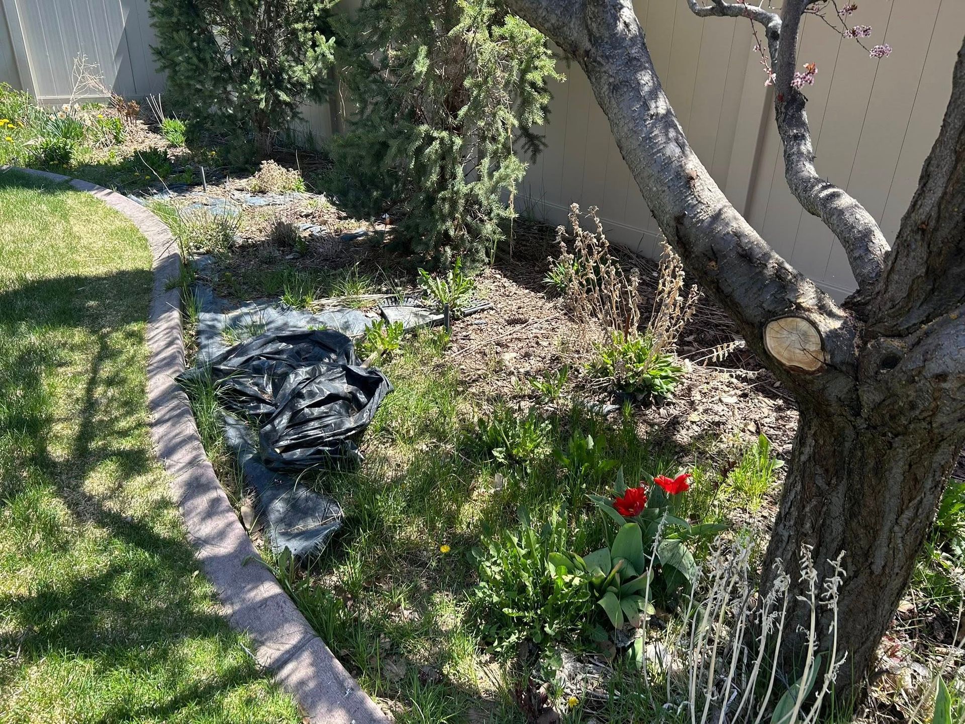 Garden bed with blooming red flowers, a tree trunk, and a black tarp along a curved border.