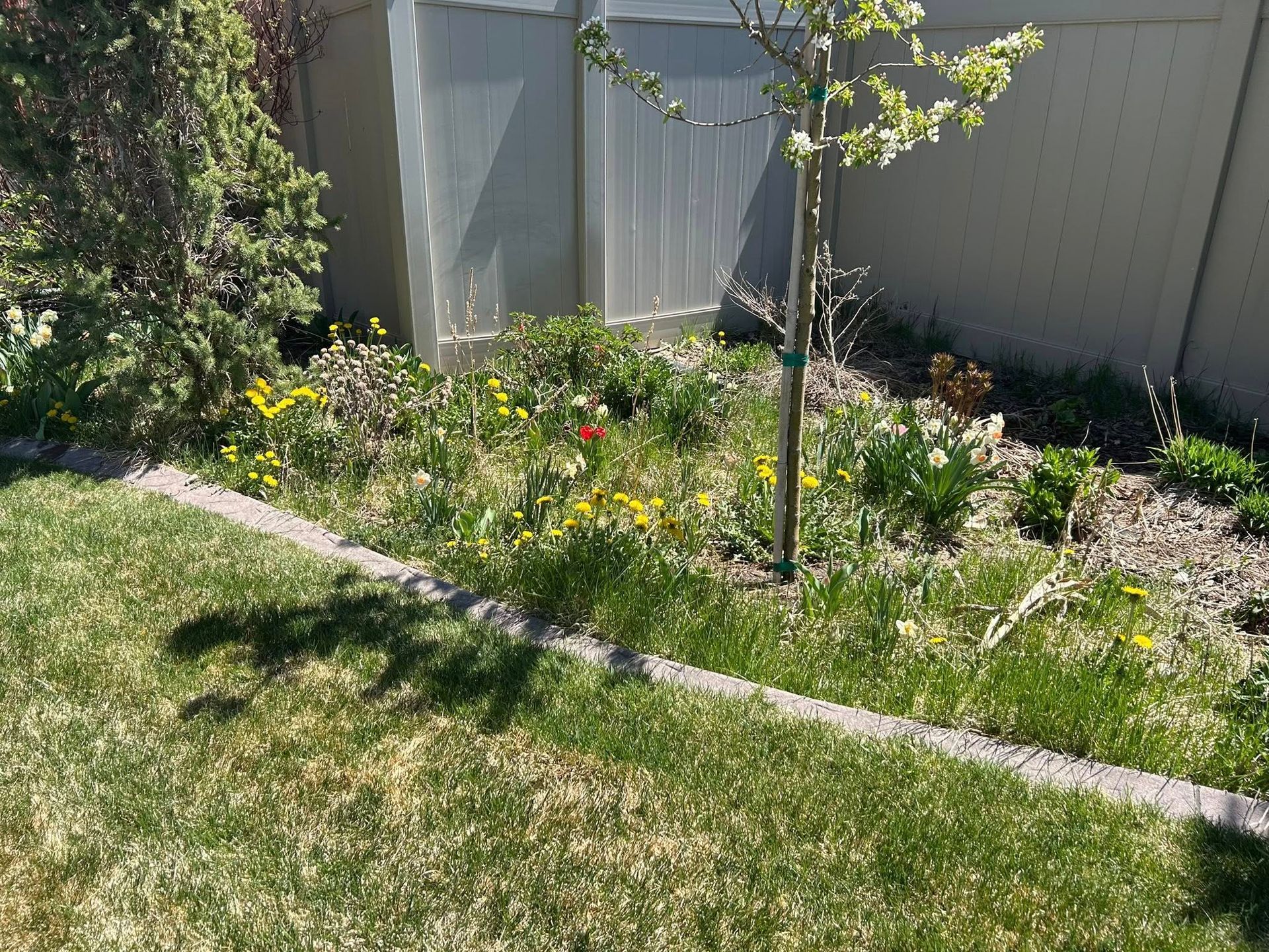 Sunlit garden bed with yellow flowers, a young tree, and a white fence beside a lawn