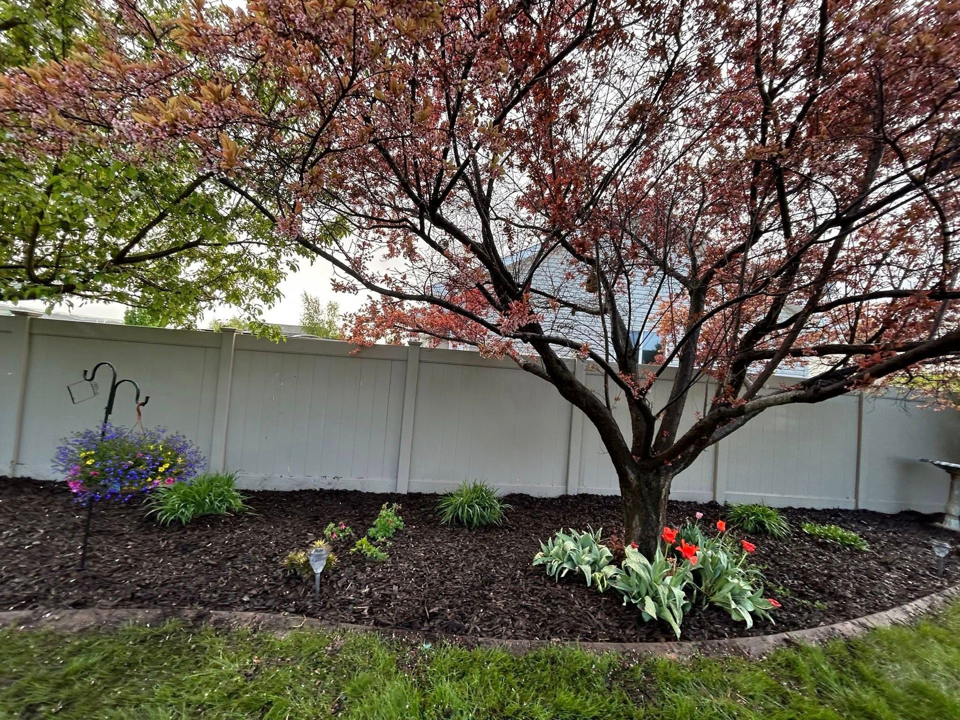Backyard garden with a burgundy-leaf tree, flower beds, and a white fence