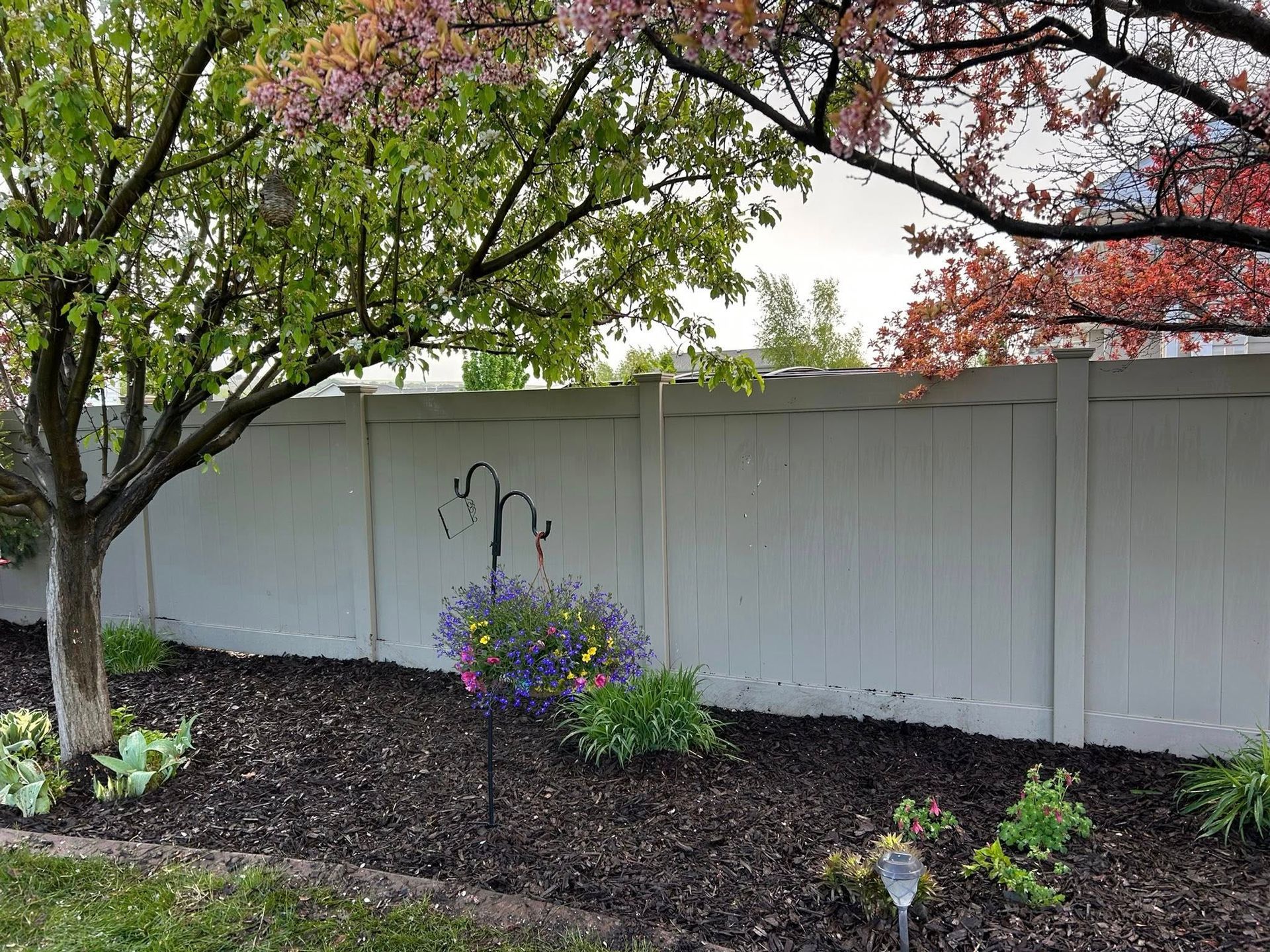 Garden bed with blooming purple flowers and a white fence under tree branches with pink blossoms