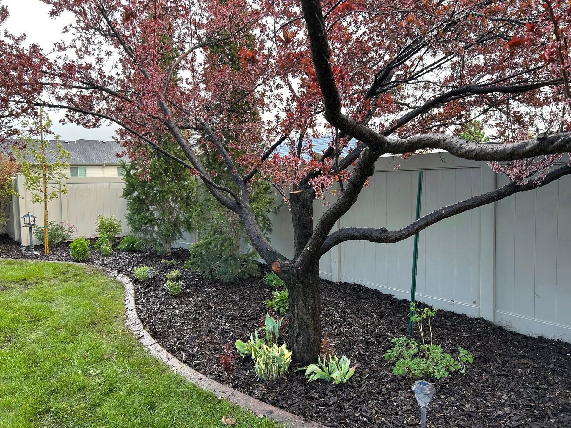 Garden bed with a small tree, dark mulch, and green plants beside a white fence and lawn.