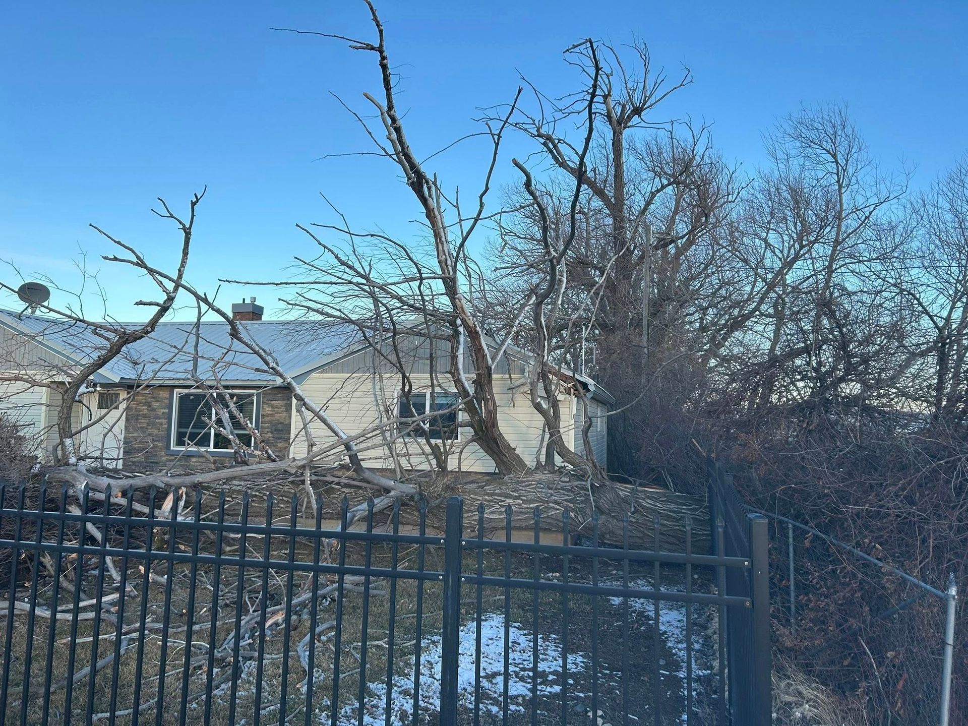 Snow-covered yard with bare trees, a metal fence, and a house under a clear blue sky