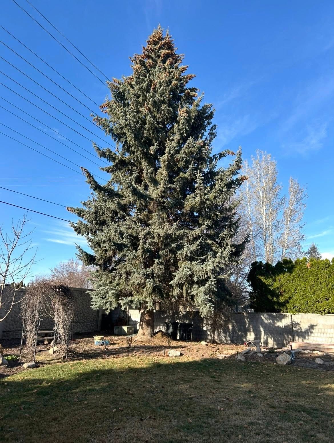 Tall evergreen tree in a sunny backyard under a clear blue sky.