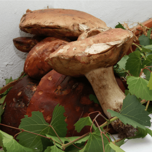 funghi