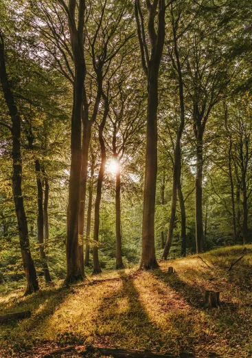 Tall trees in a quiet forest with a leaf-covered ground