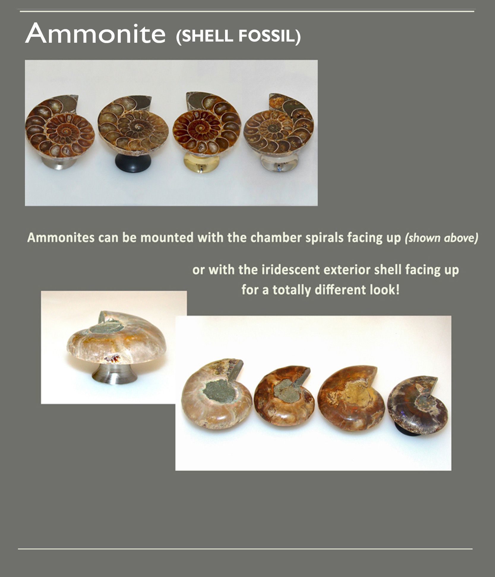 Ammonite Shell Cabinet Knob Selections
