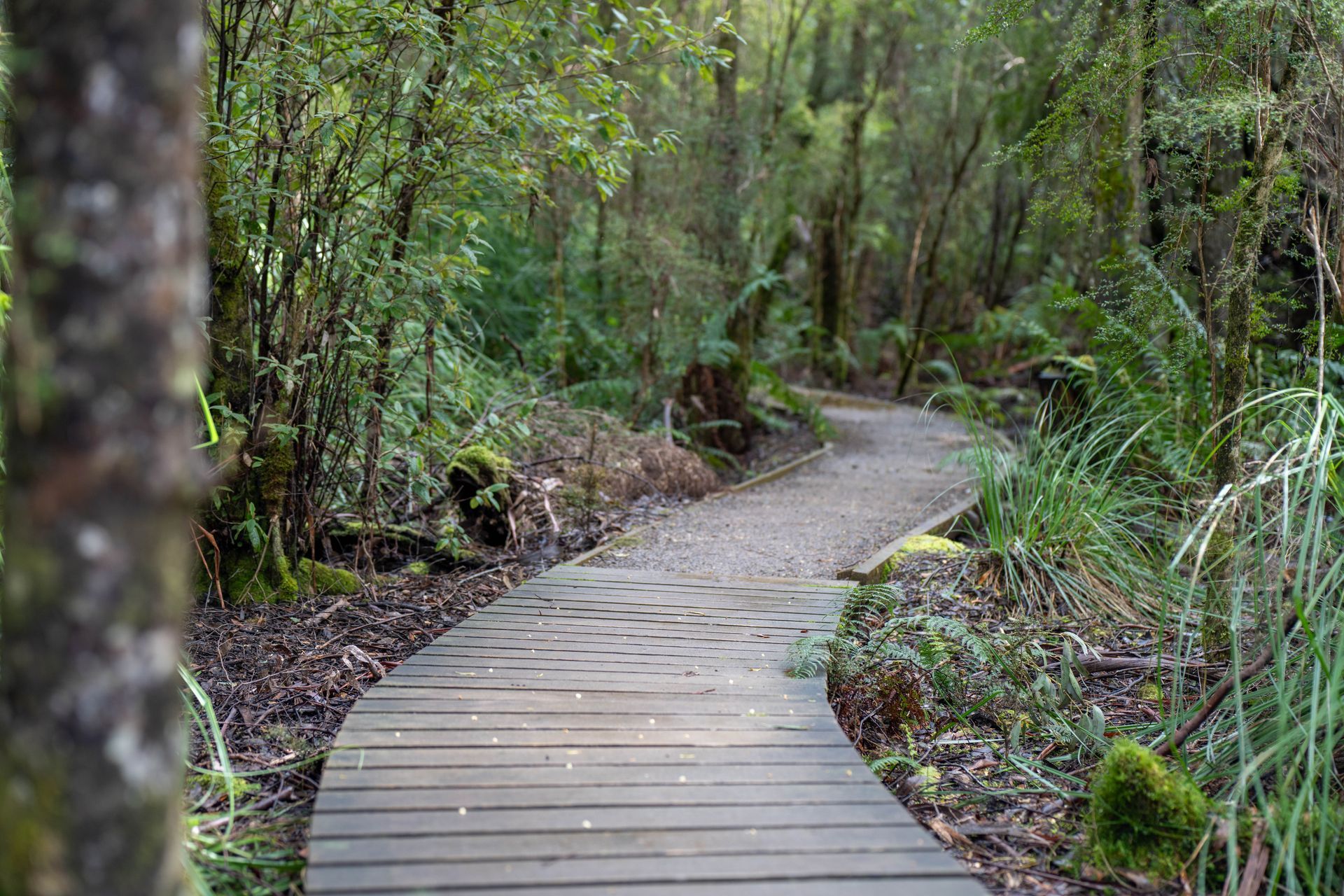 Wooden path winds through a lush, green forest.