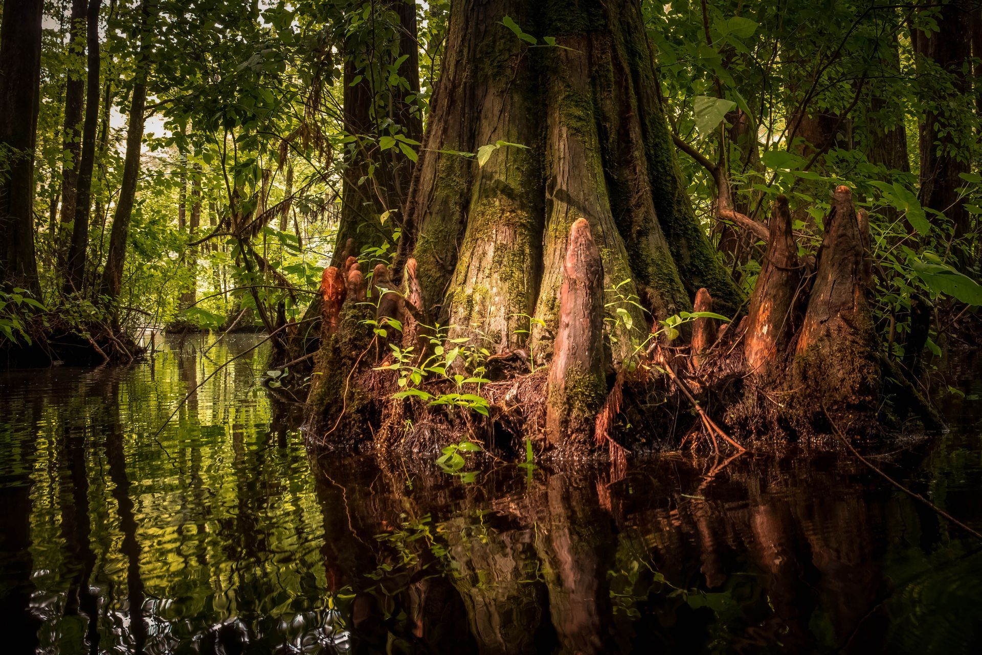 Swamp scene with large tree trunk, water, and green foliage. Reflections in the dark water.