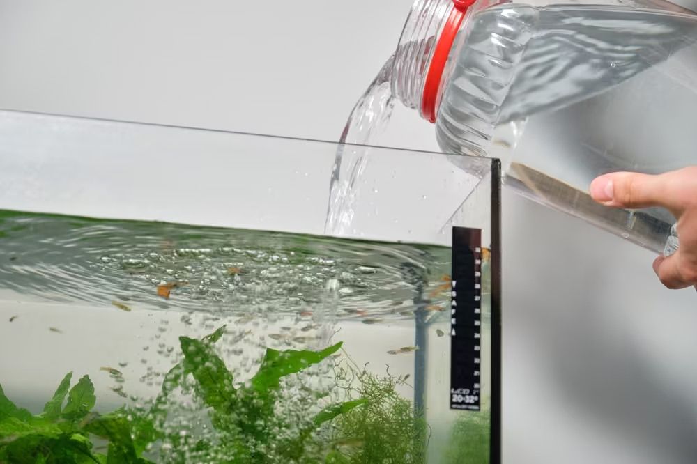 Will City Water Kill Minnows? What Every Fish Owner Needs to Know