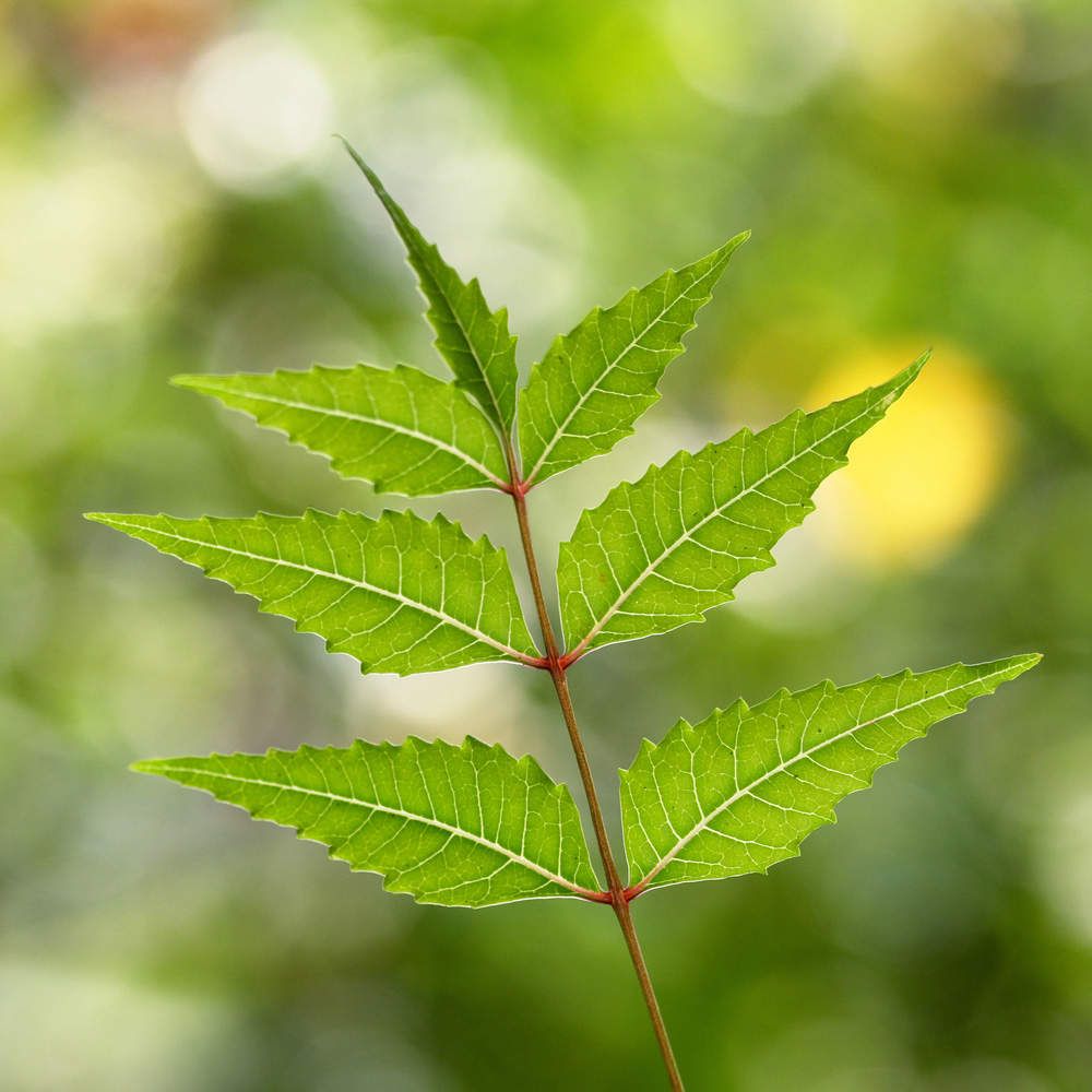 Single Neem Leaf