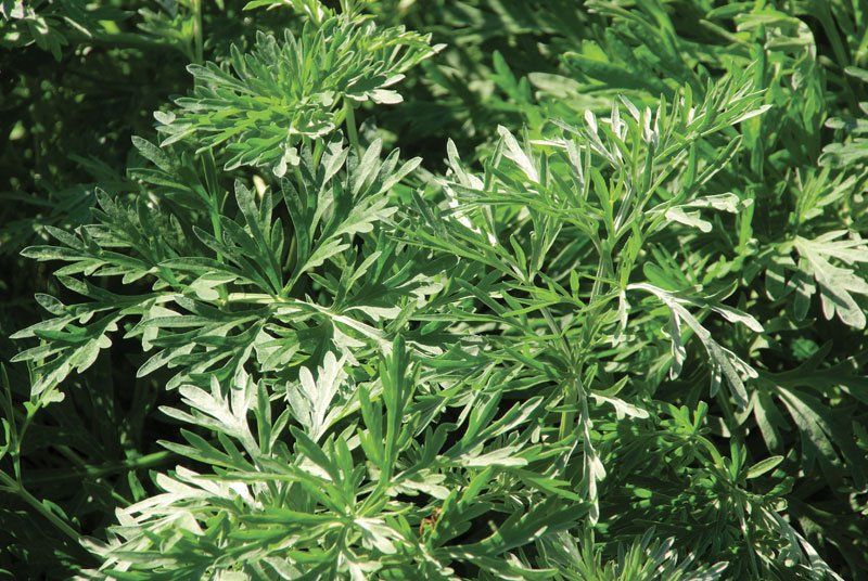 Sweet Annie / Chinese Wormwood