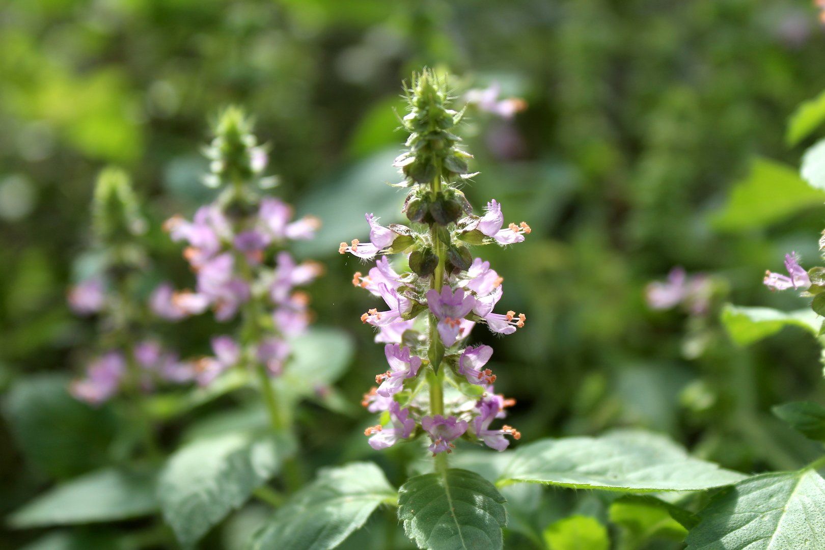 Tulsi - Holy Basil
