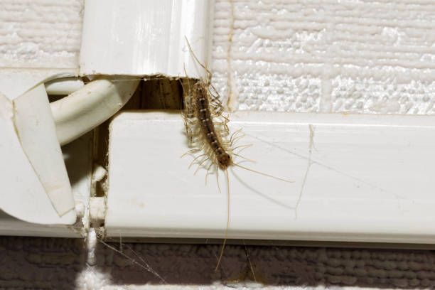 A close up of a bug on a white surface.