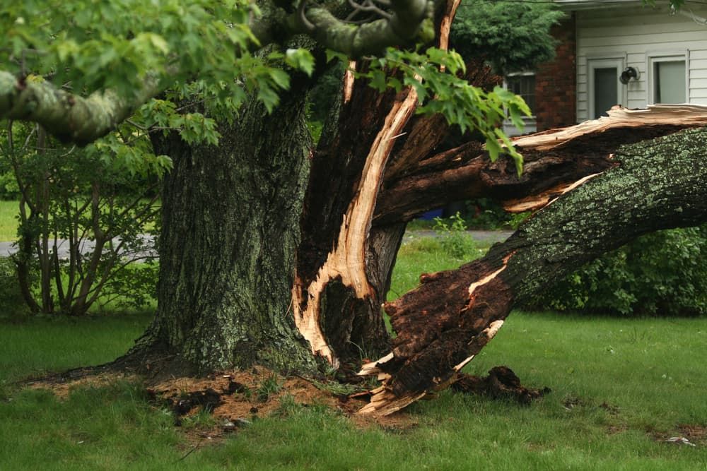 A Fallen Tree in a Yard With a House in the Background — Land to Mow Garden Services Wagga In Wagga Wagga, NSW