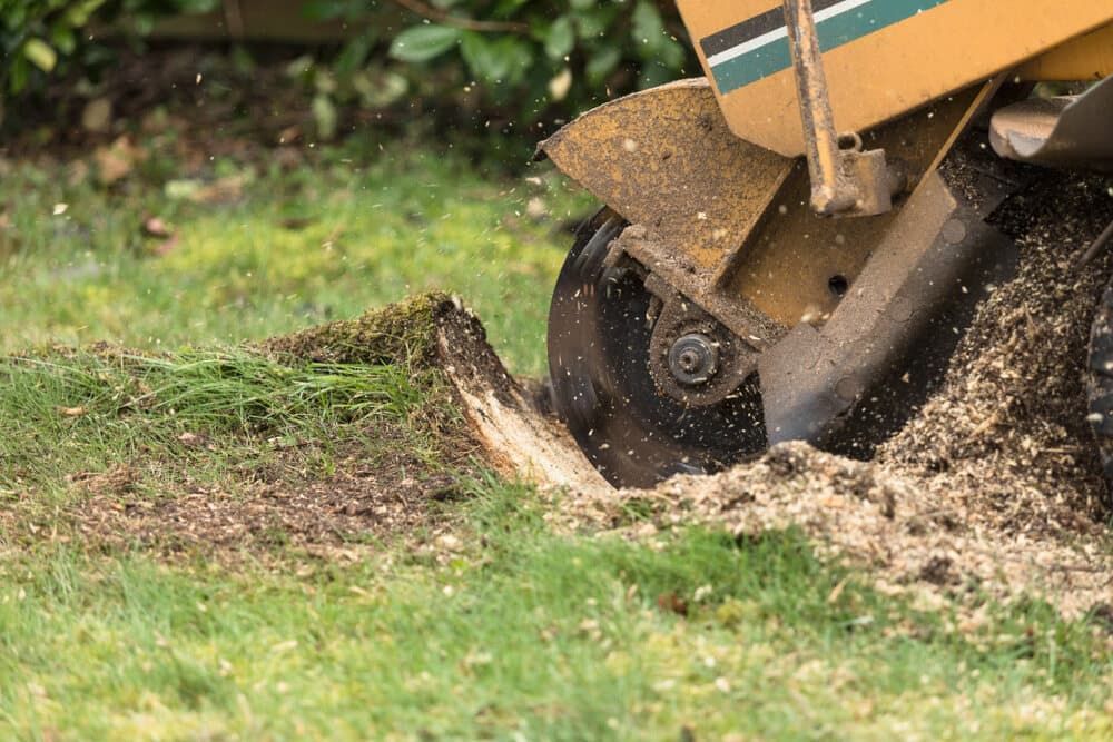 A Stump Grinder is Cutting a Tree Stump in the Grass — Land to Mow Garden Services Wagga In Wagga Wagga, NSW