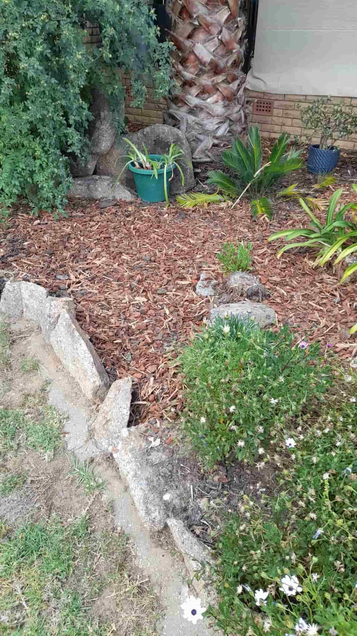 A Cat is Standing in a Garden Next to a Palm Tree — Land to Mow Garden Services Wagga In Wagga Wagga, NSW
