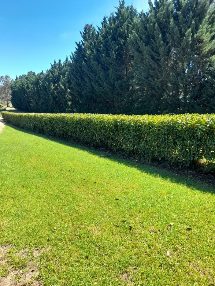 A Lush Green Field With a Row of Trees in the Background — Land to Mow Garden Services Wagga In Wagga Wagga, NSW