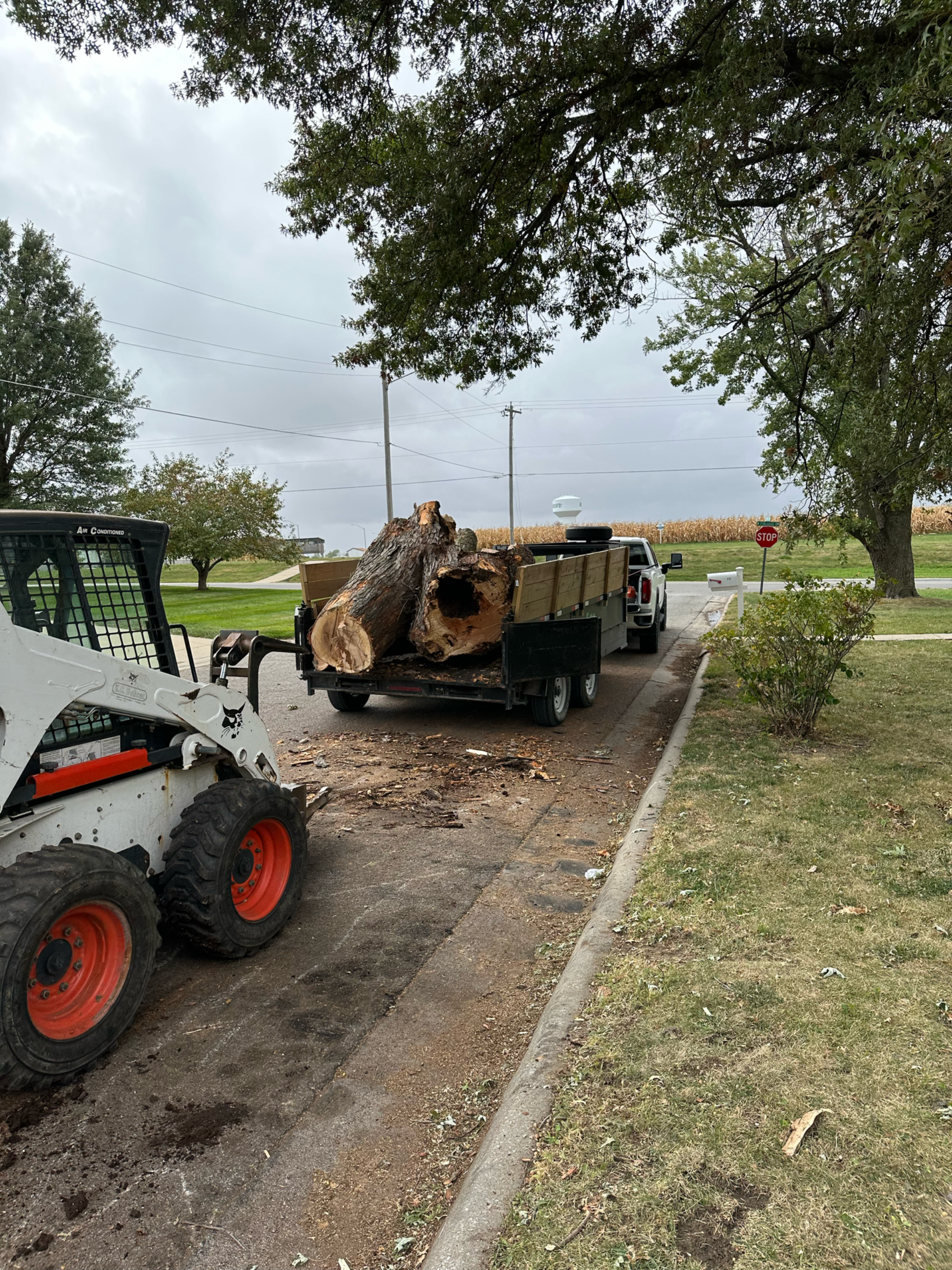 A Bobcat loader loads large wood logs into a truck bed on a road, near a grassy area and trees.