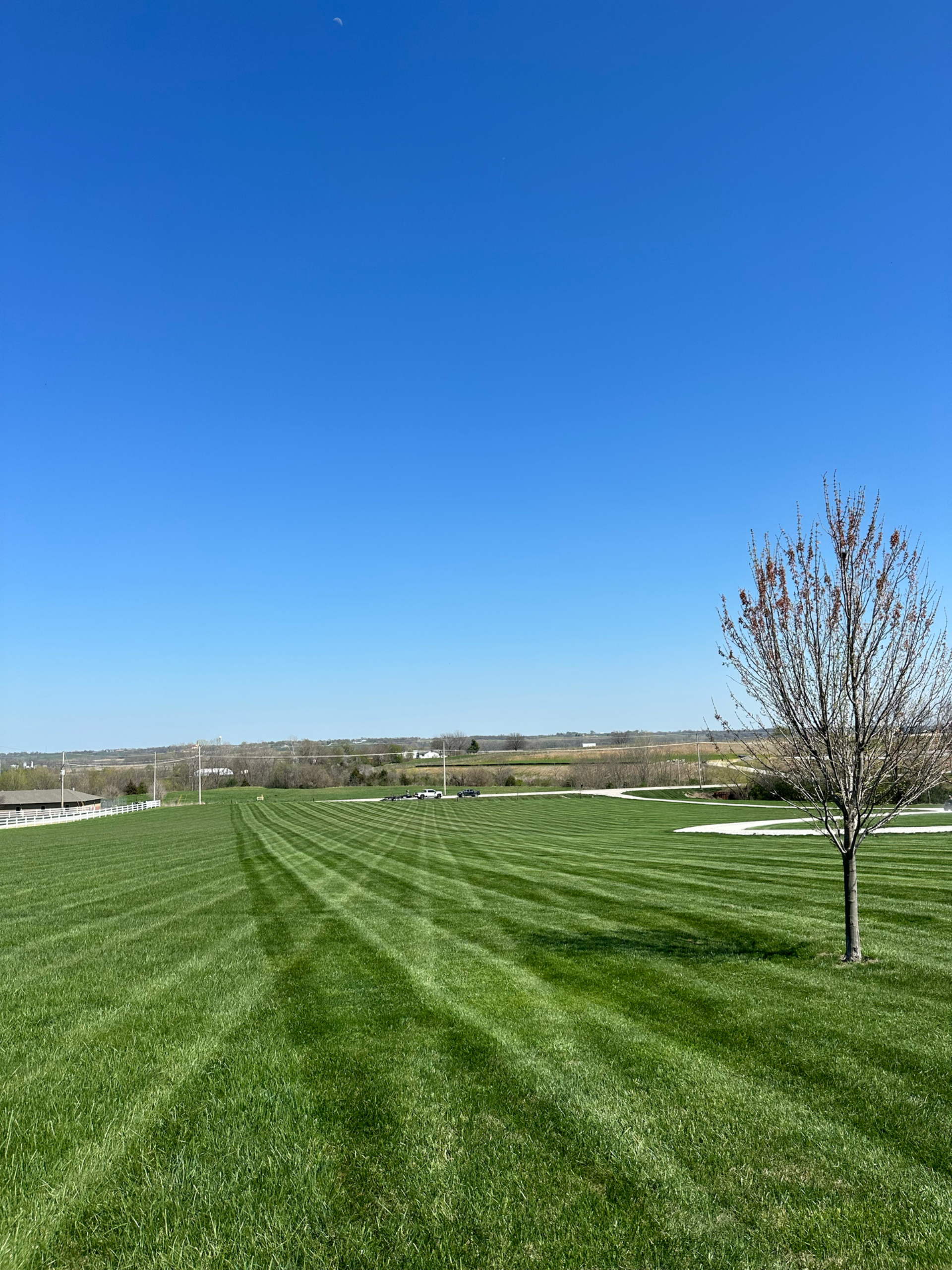 Bright blue sky over a green, striped lawn, a bare tree on right.